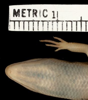Media type: image;   Herpetology R-183781 Aspect: head ventral